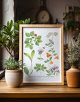 Medicinal Plants of Appalachia Art Print