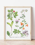 Medicinal Plants of Appalachia Art Print