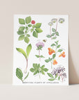 Medicinal Plants of Appalachia Art Print