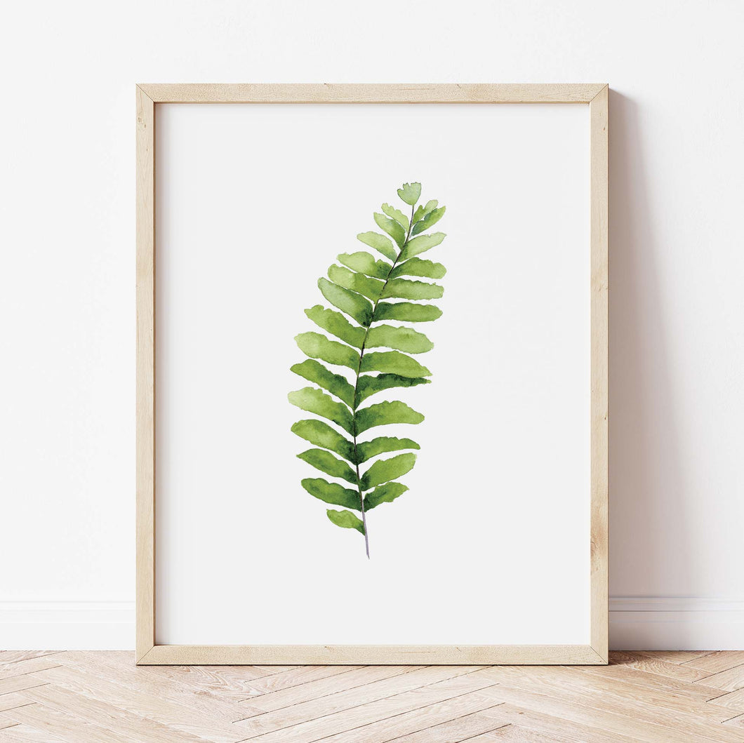 Maidenhair Fern Art Print